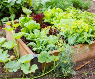 Vegetables in a garden